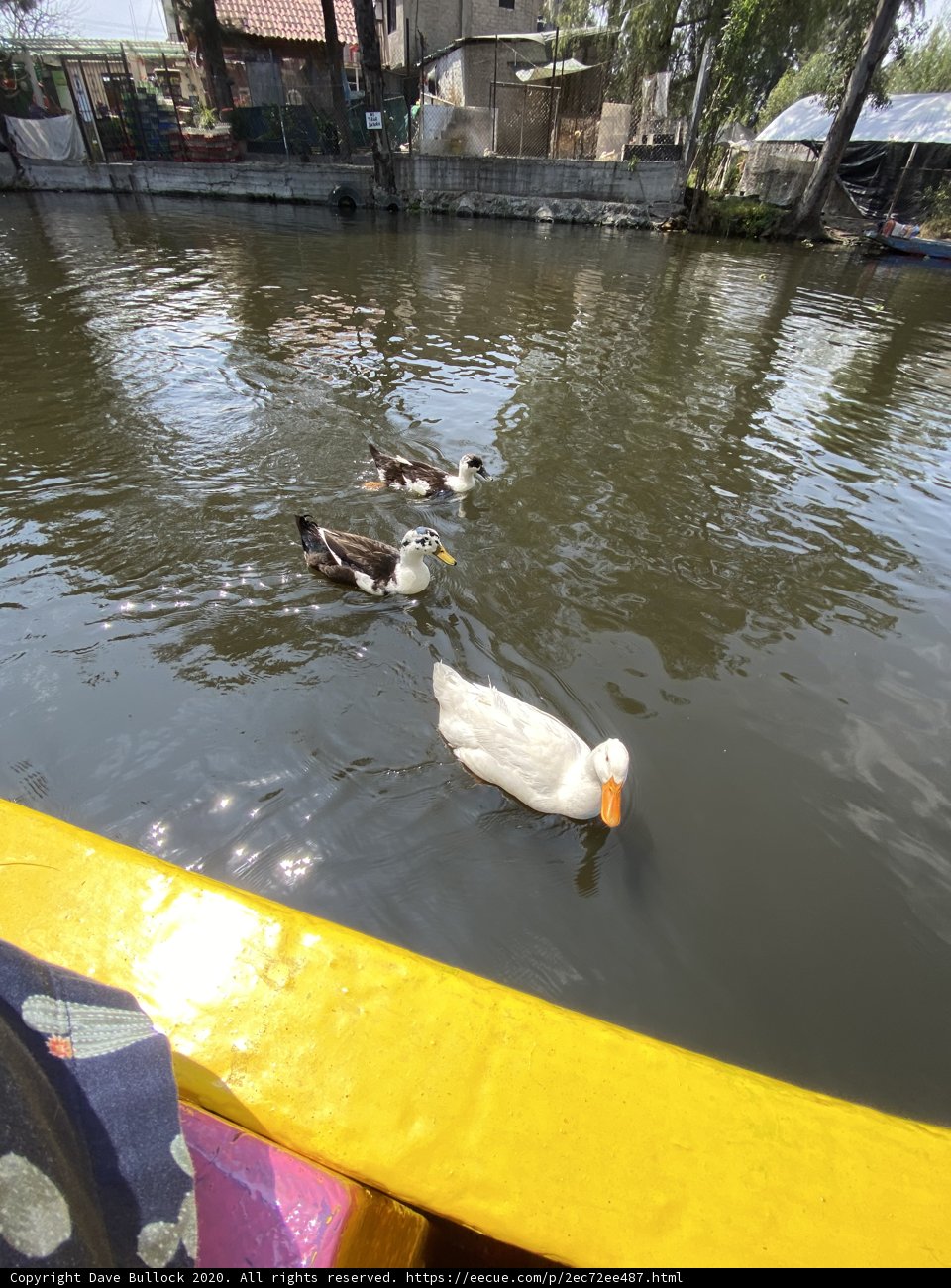 Serenity on Lago de Xochimilco