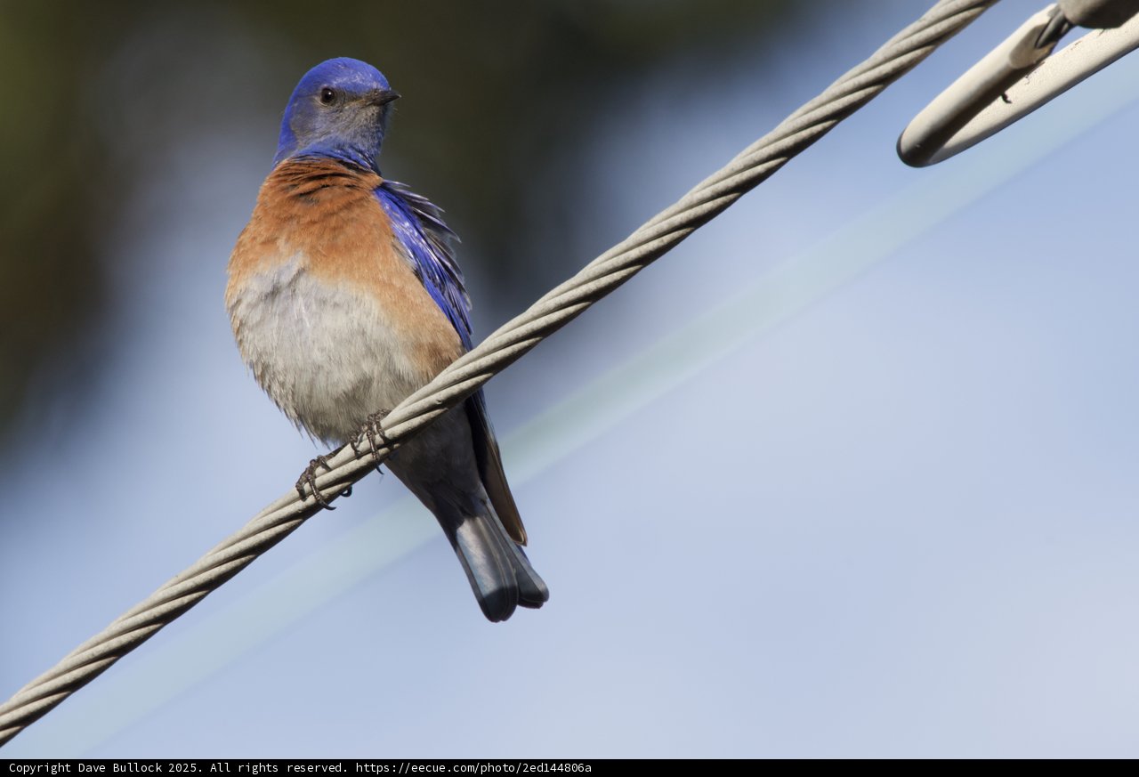 Resting on High: A Bluebird's Pause