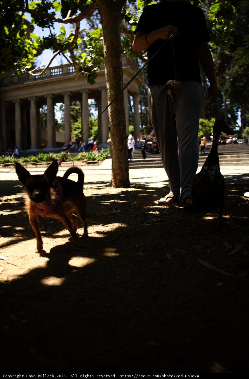 A Stroll with Unlikely Companions
