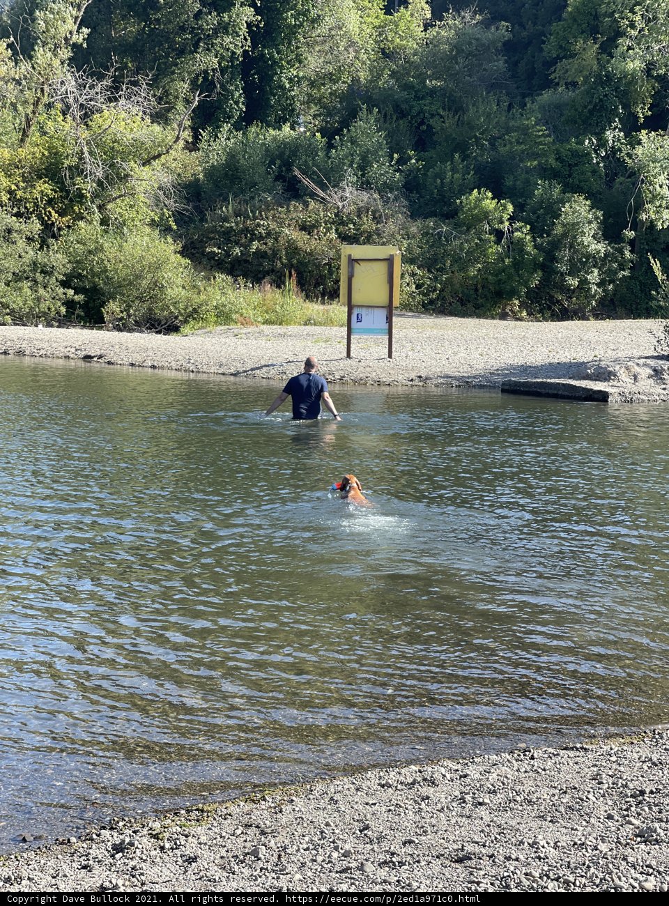 Swimming with My Canine Companion