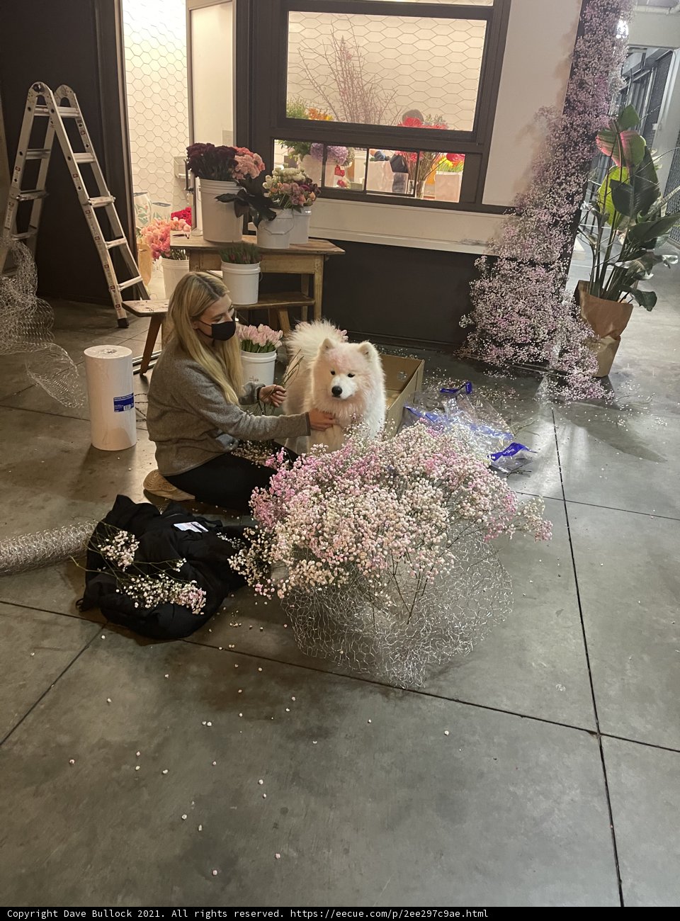 Companion on the Floor