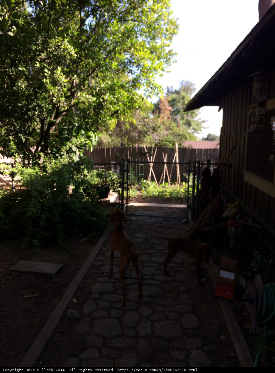 Two Canine Companions Stroll through a Colorful Garden