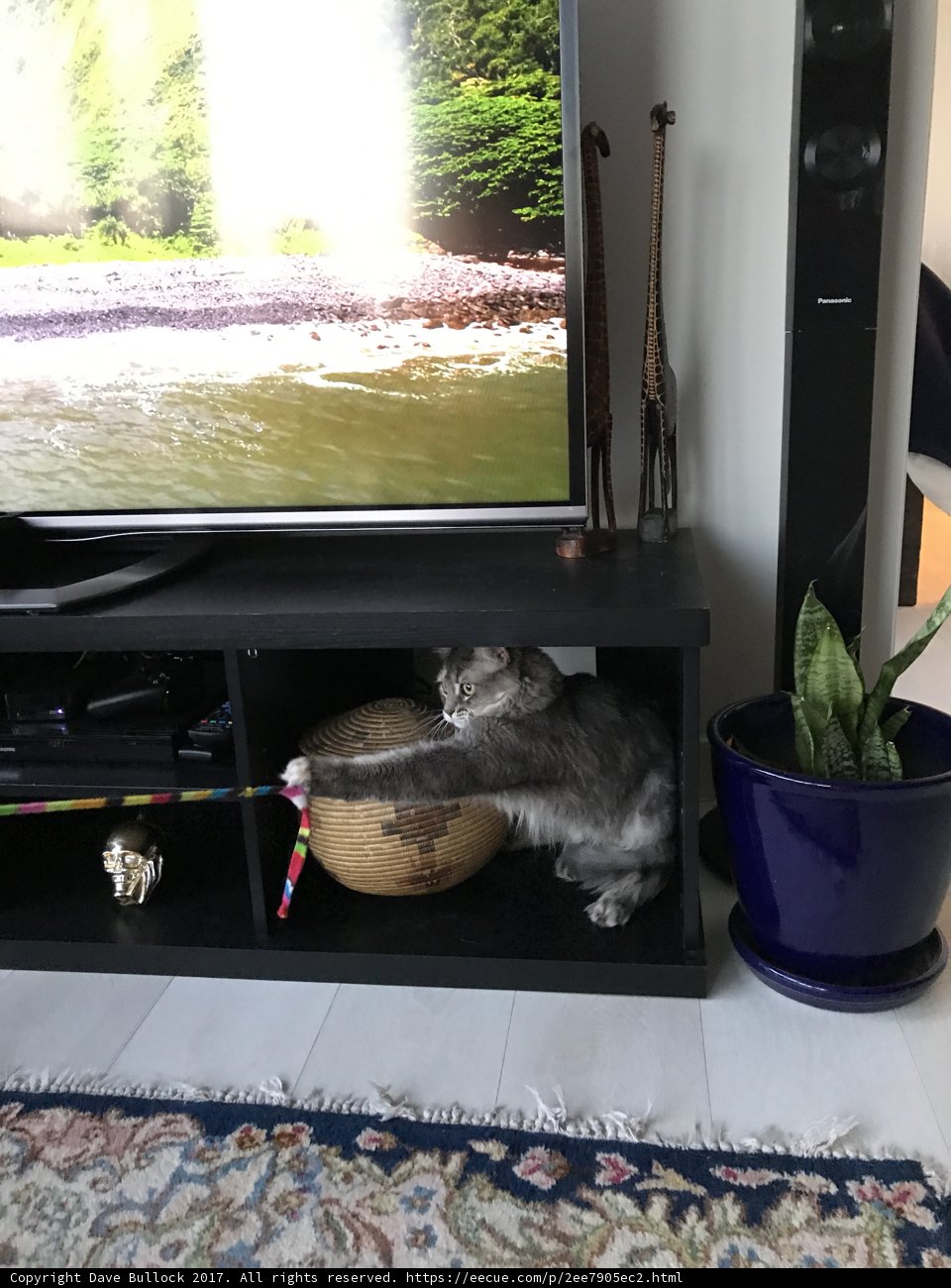 TV Playtime for Feline Friends