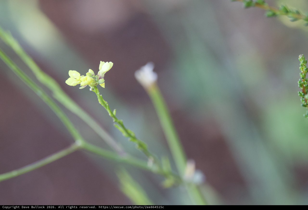 Delicate Yellow Wildflower Blooms on Slender Stem