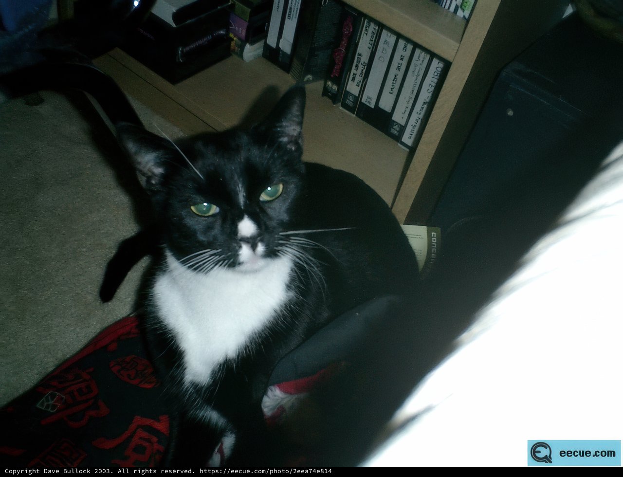 A Feline Literary Companion