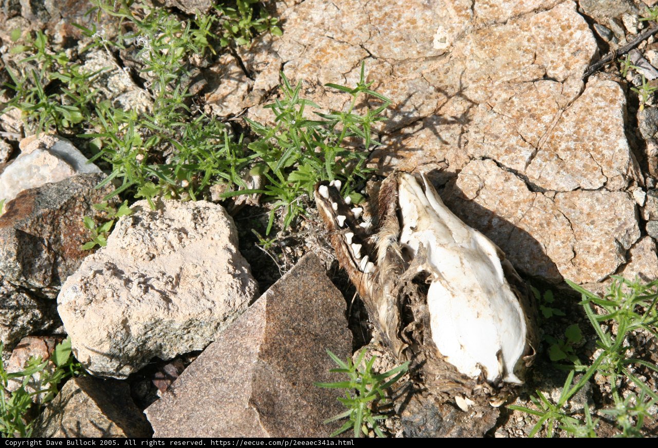 Fallen Bird amongst Rocks and Rubble