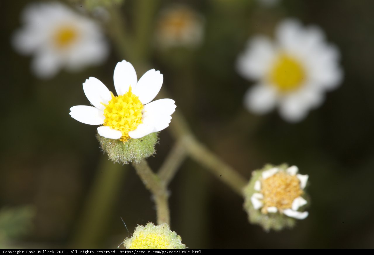 Delicate Daisy Blossom