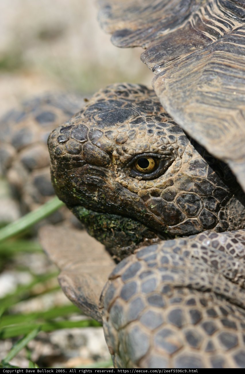 Serene Tortoise