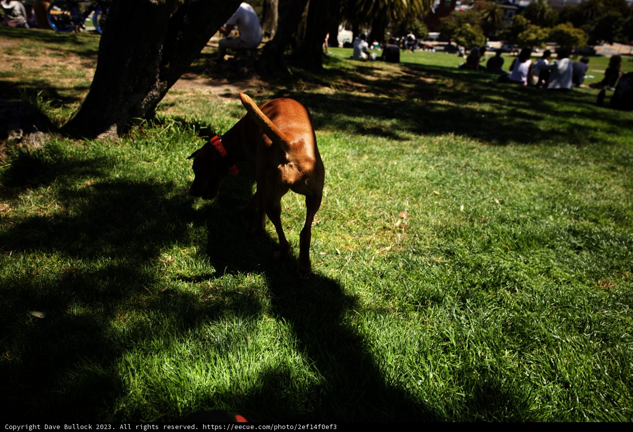 Leisurely Stroll in Delores Park: A Canine's Tale