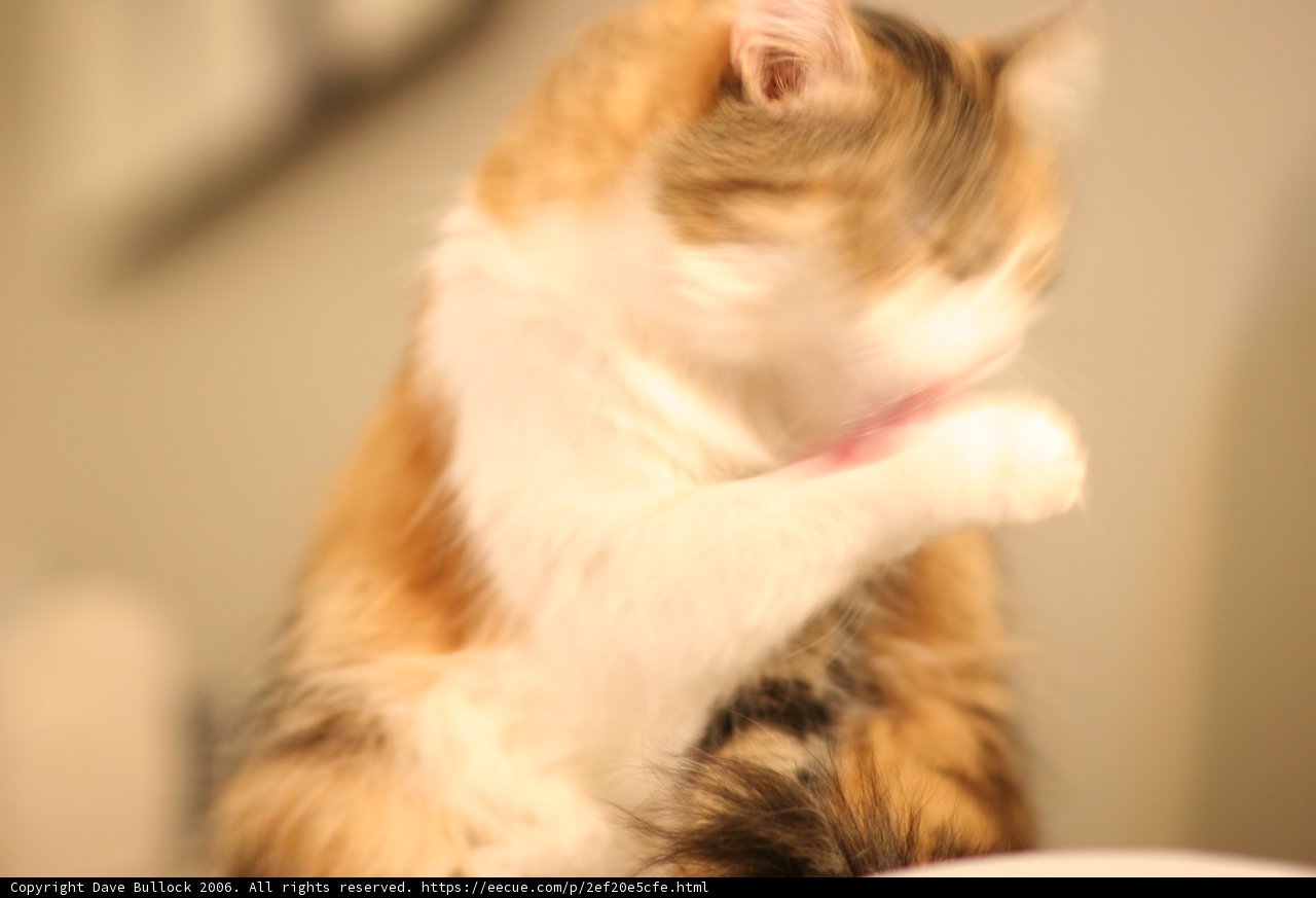 Feline Visitor