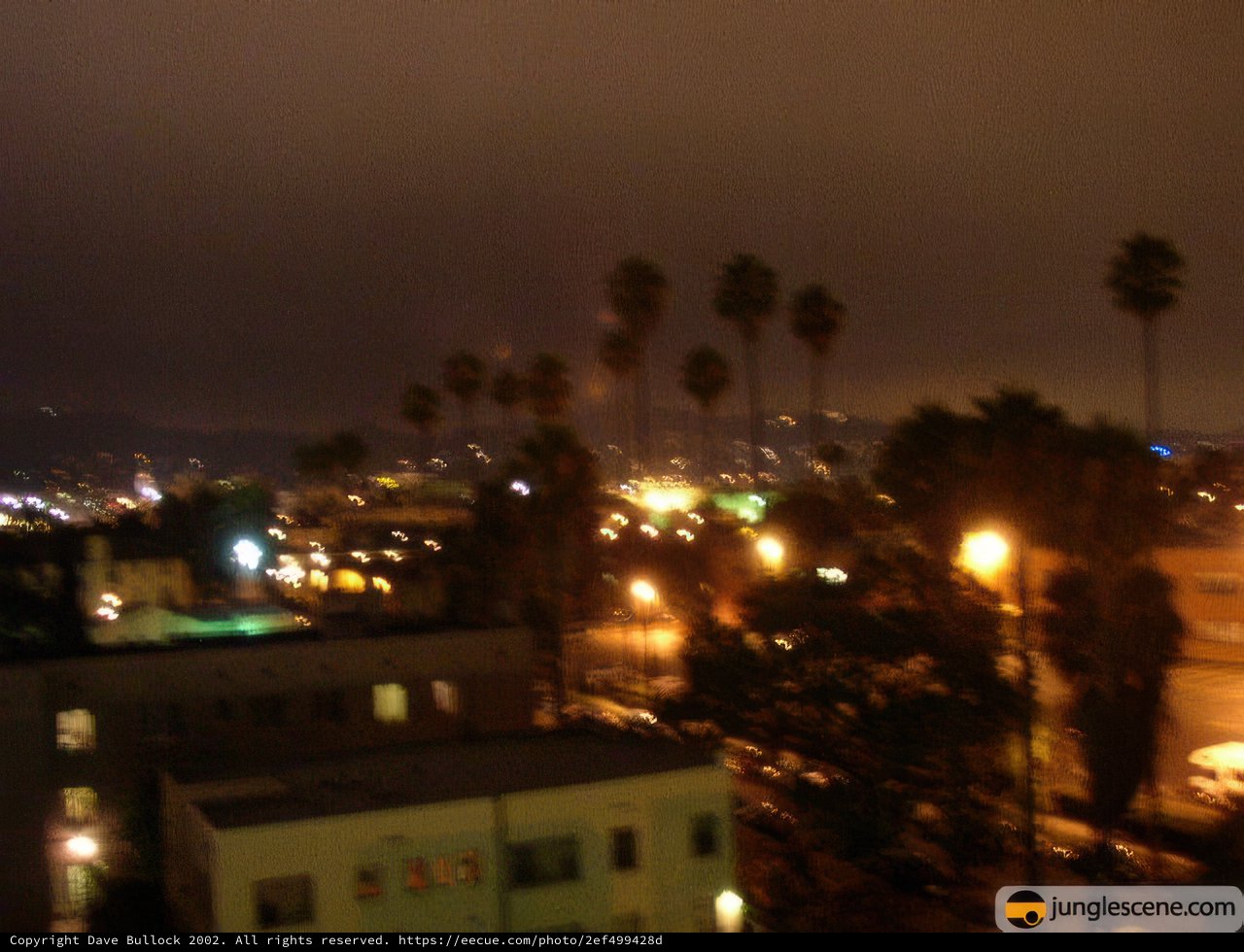City Lights and Palm Trees at Night