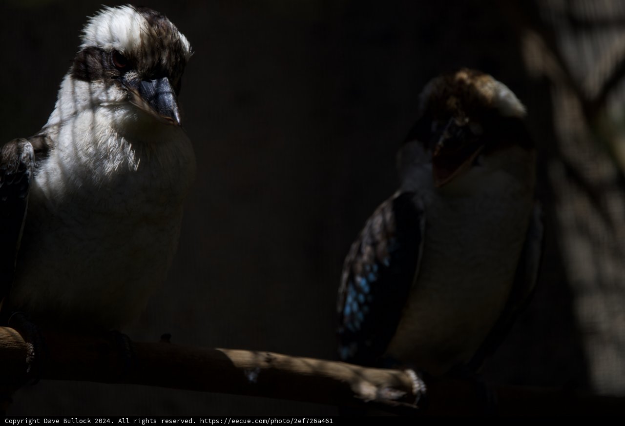 Mystic Avians: A Shadowed Encounter