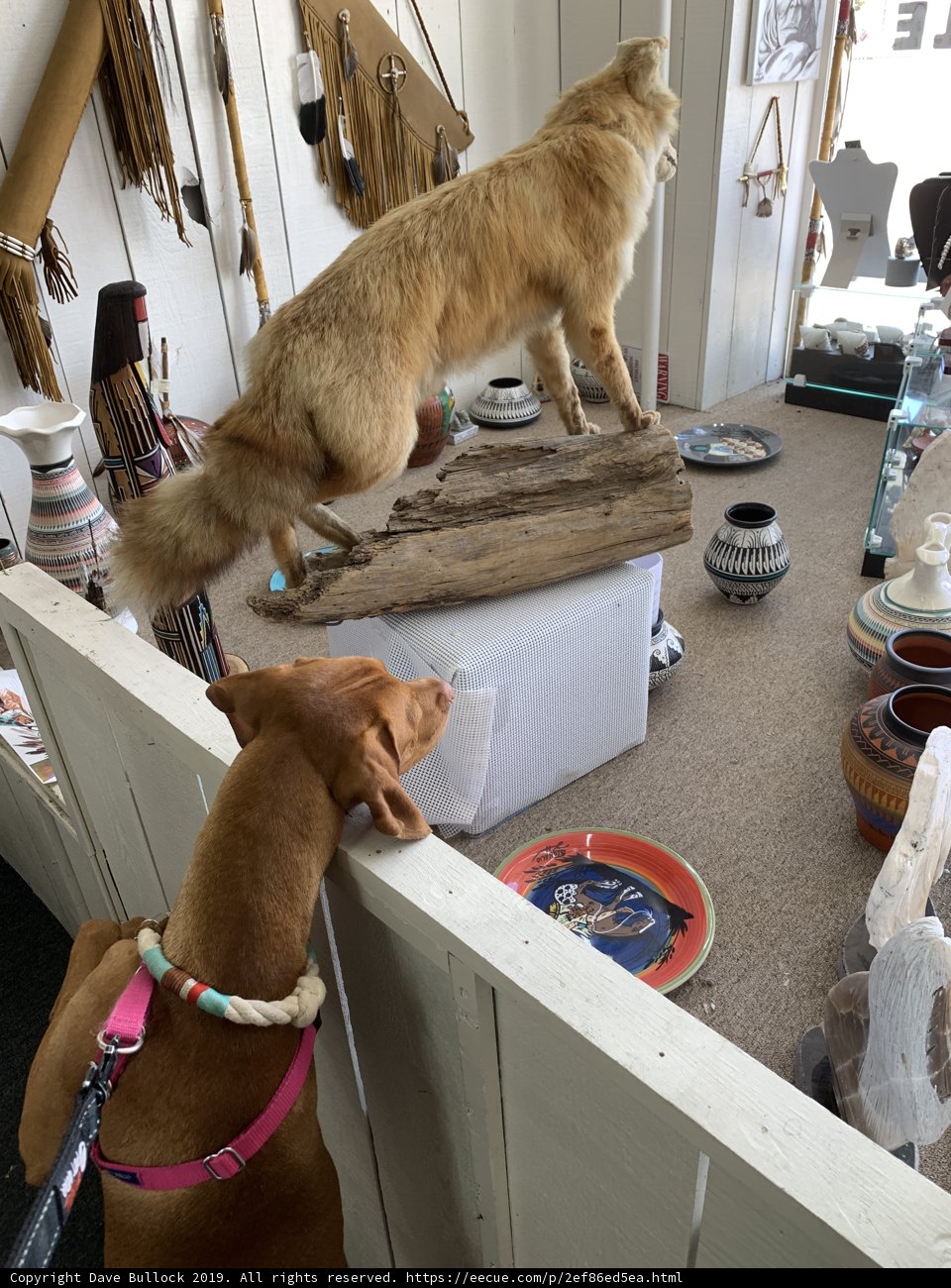Canine Companions on a Log