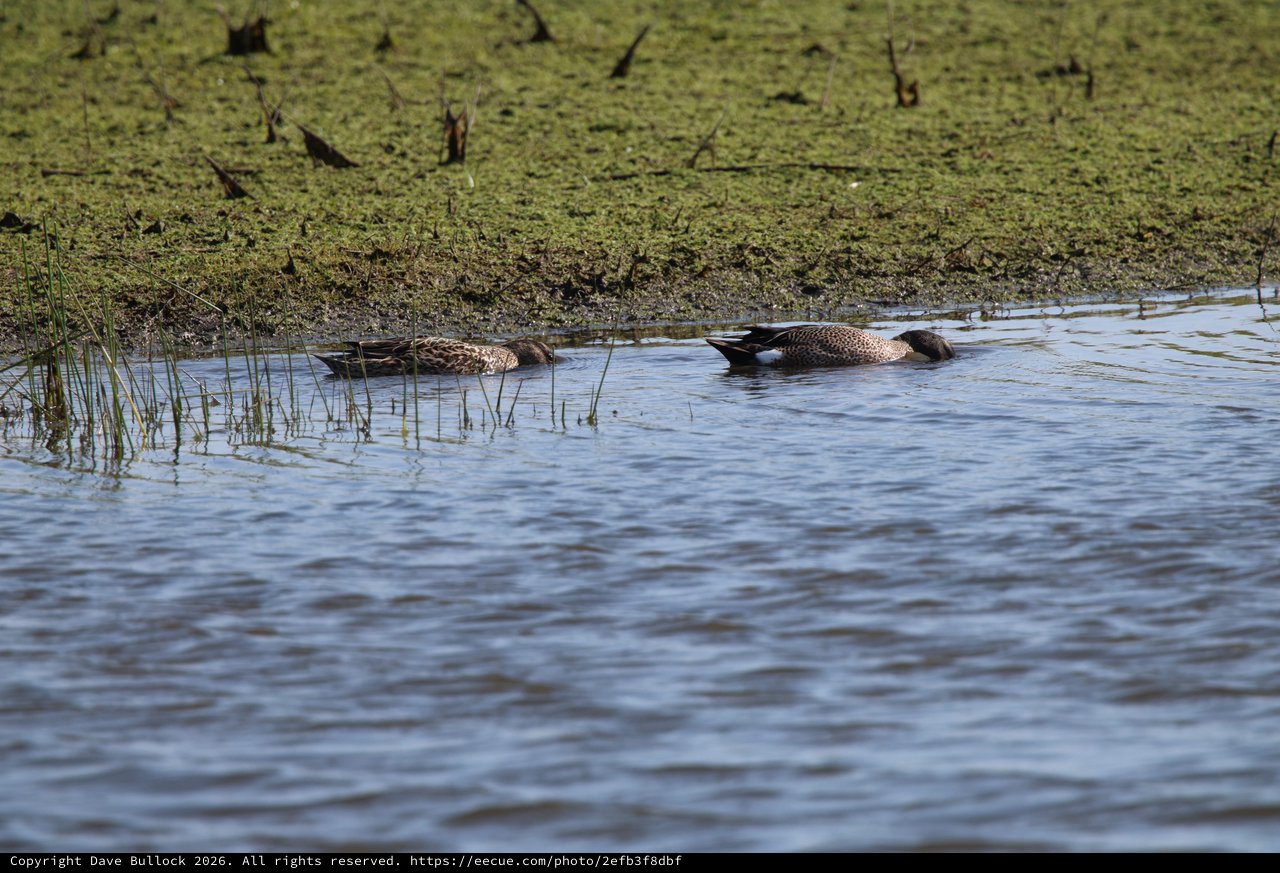 Northern Shoveler Ducks Foraging in Wetland Shallows