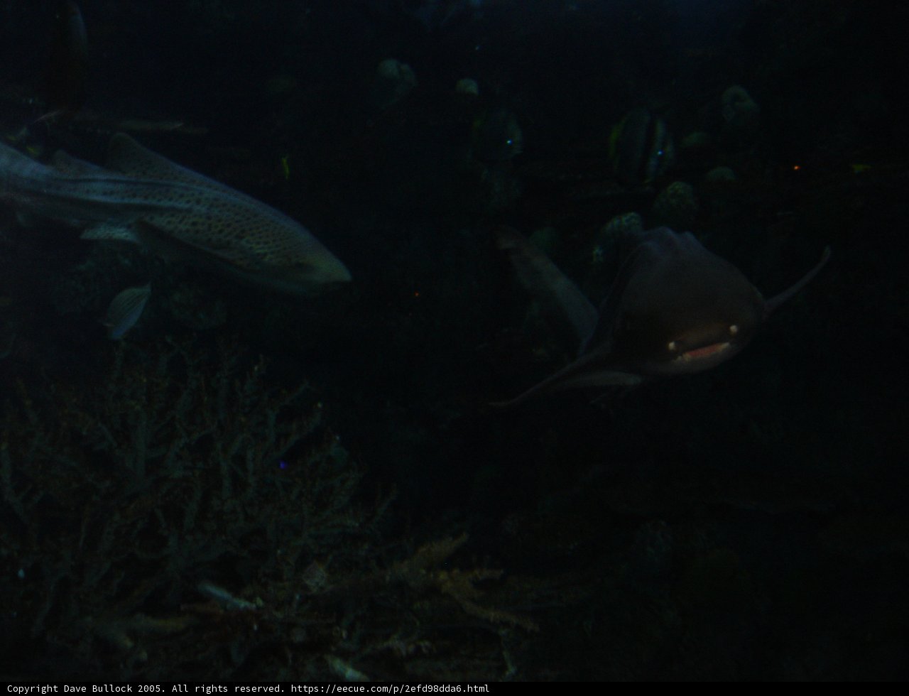 Sea Life in an Aquarium