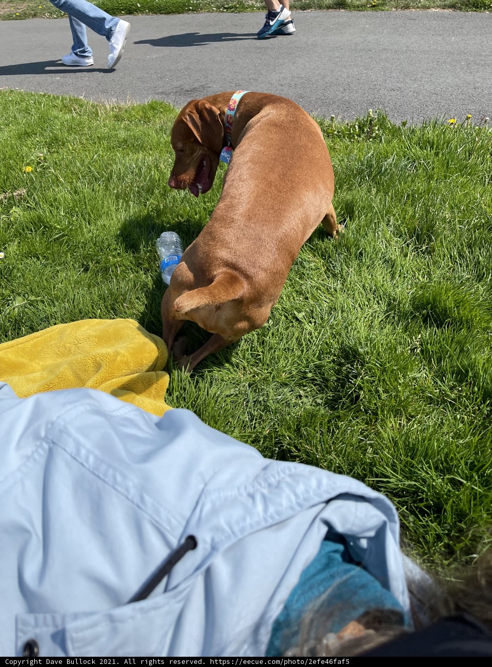 Man's Best Friend