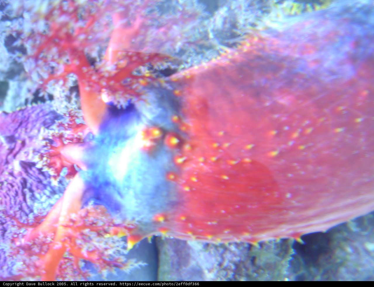 Colorful Sea Slug with Red and Blue Tentacles