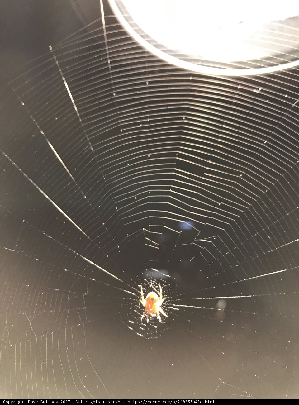 The Majestic Garden Spider