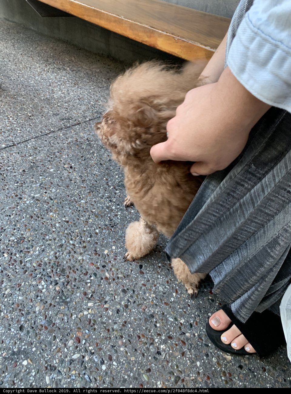 Loving Companion