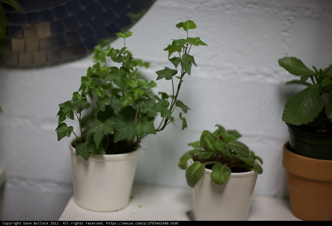 Greenery on a Shelf