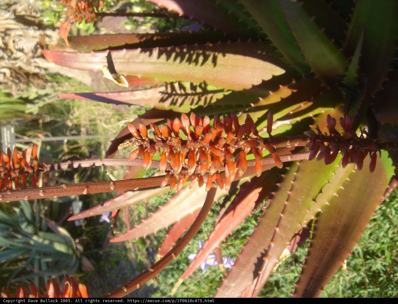 Red Beauty in Foliage
