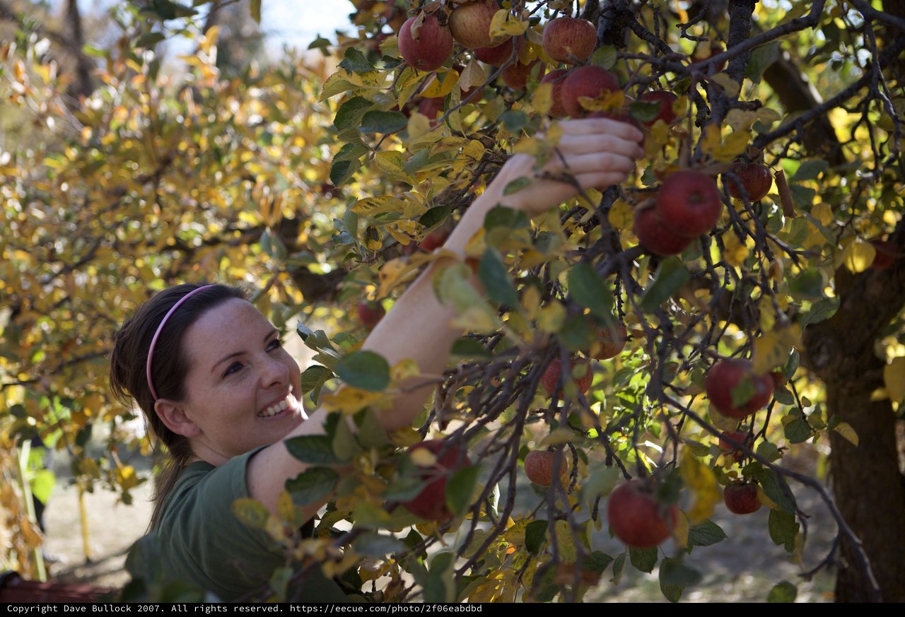 Smiling Woman Picks Fresh Red Apples from Orchard Tree