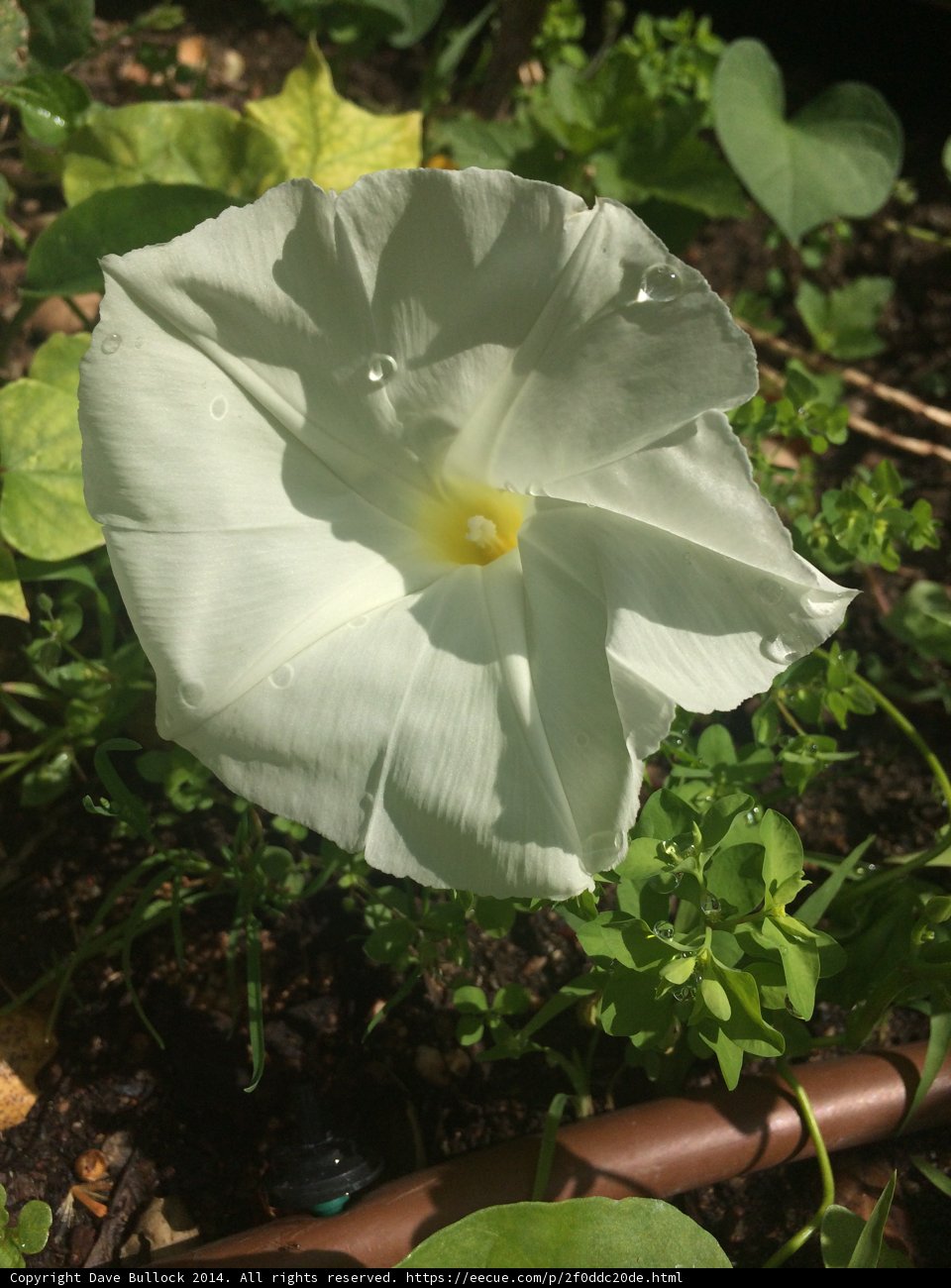 White Geranium Flower Blooming