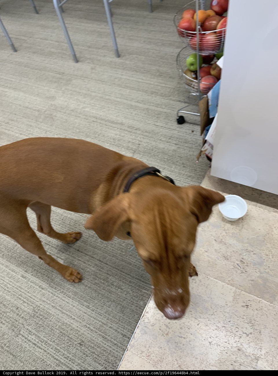The Vizsla Companion
