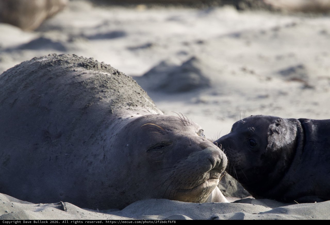 Elephant Seal Mother and Pup Tender Moment at Drakes Beach