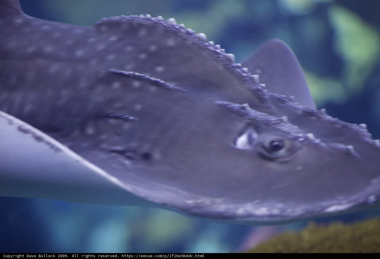 Graceful Stingray