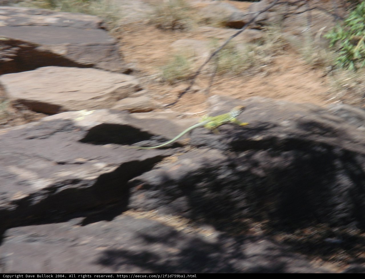 Lizard Basking on a Desert Rock
