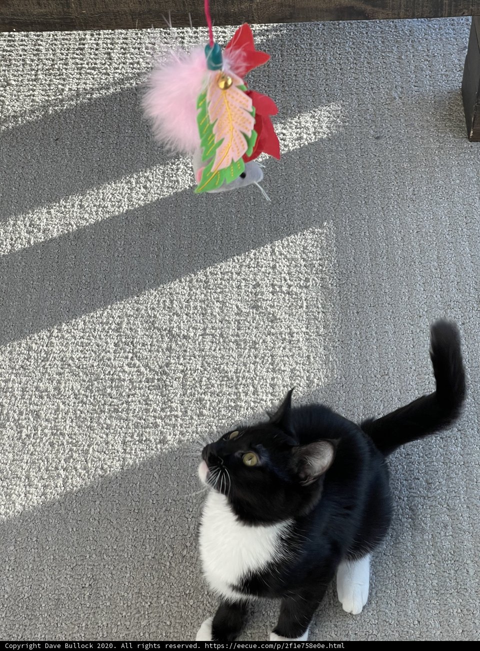 Feline Fun on the San Francisco Floor