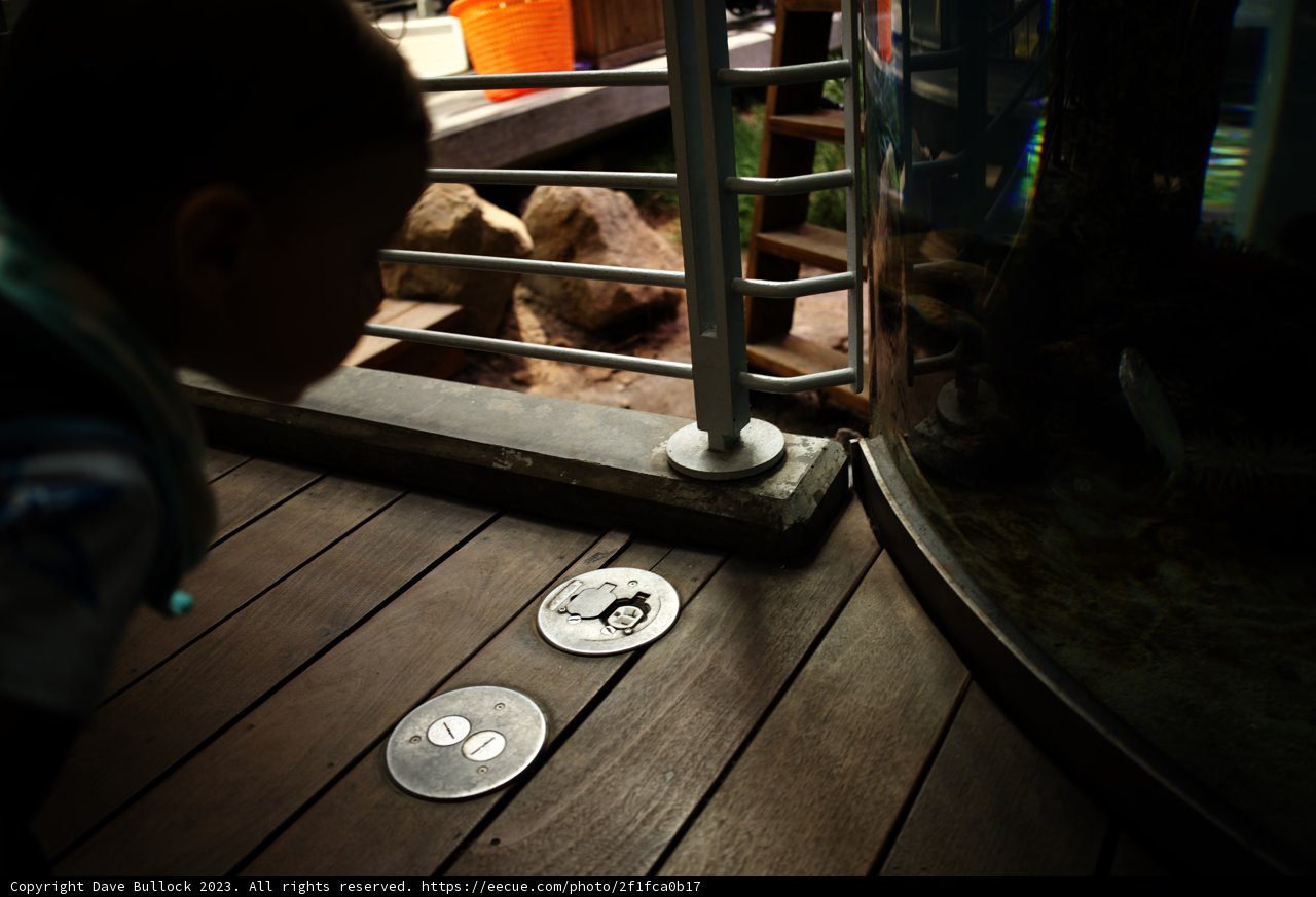 A Little Explorer's Aquarium Adventure