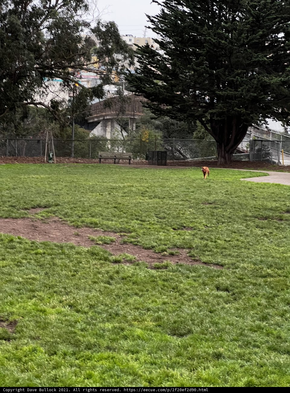 Playful Pup in the Park