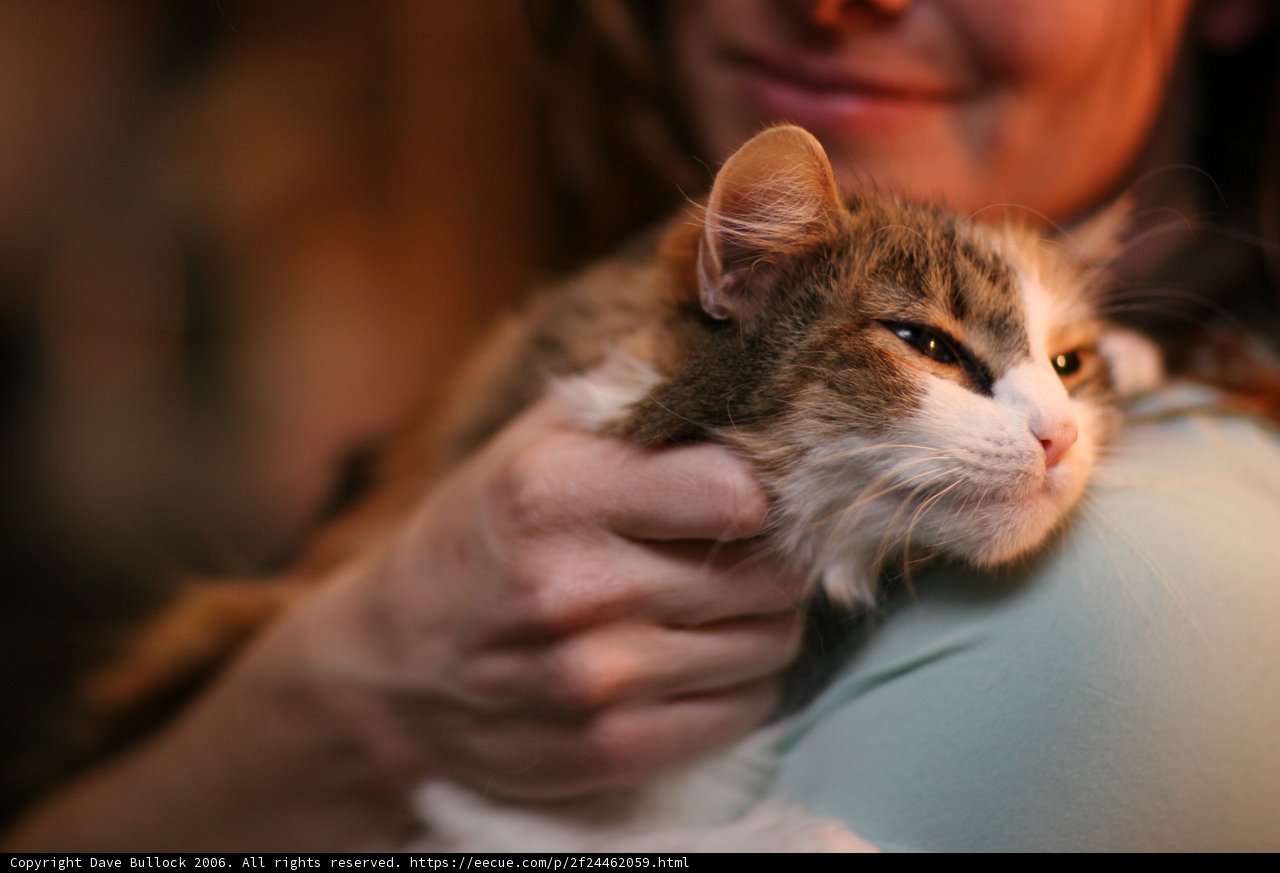 Cat Mommy