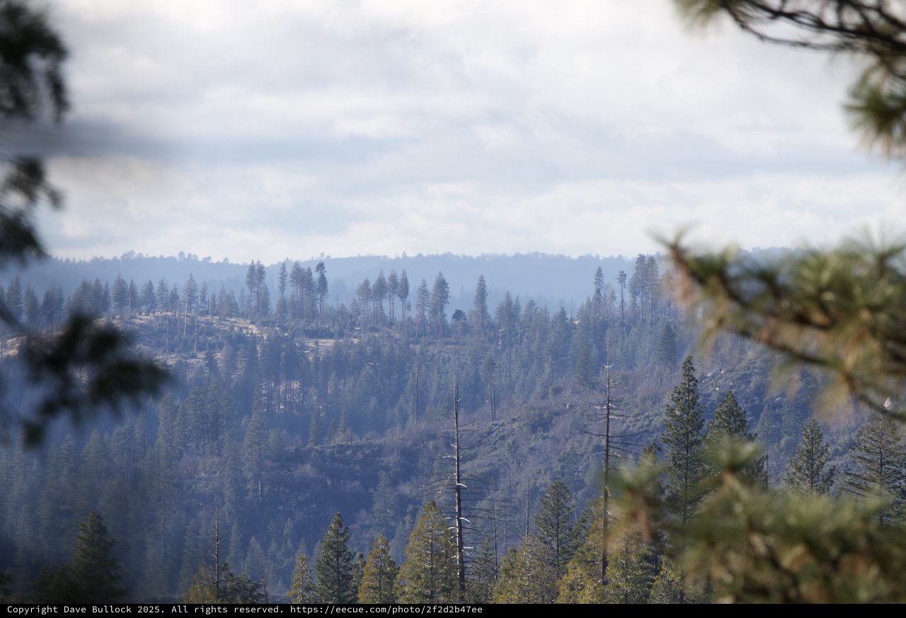 Misty Forest Landscape After Wildfire Impact