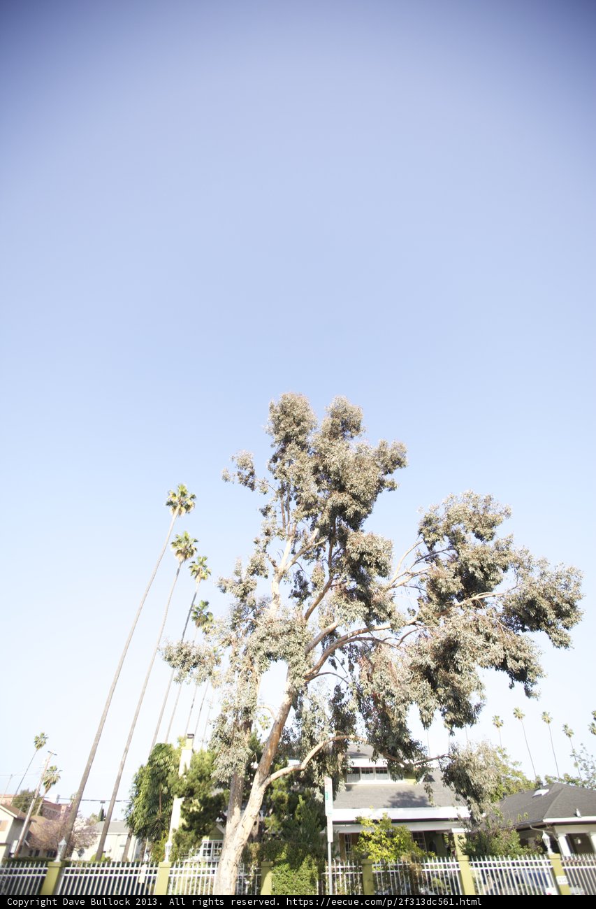 The Verdant Canopy