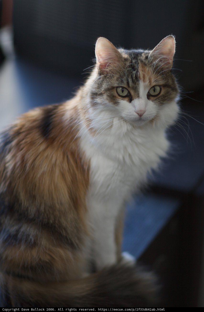 Table-Dwelling Manx