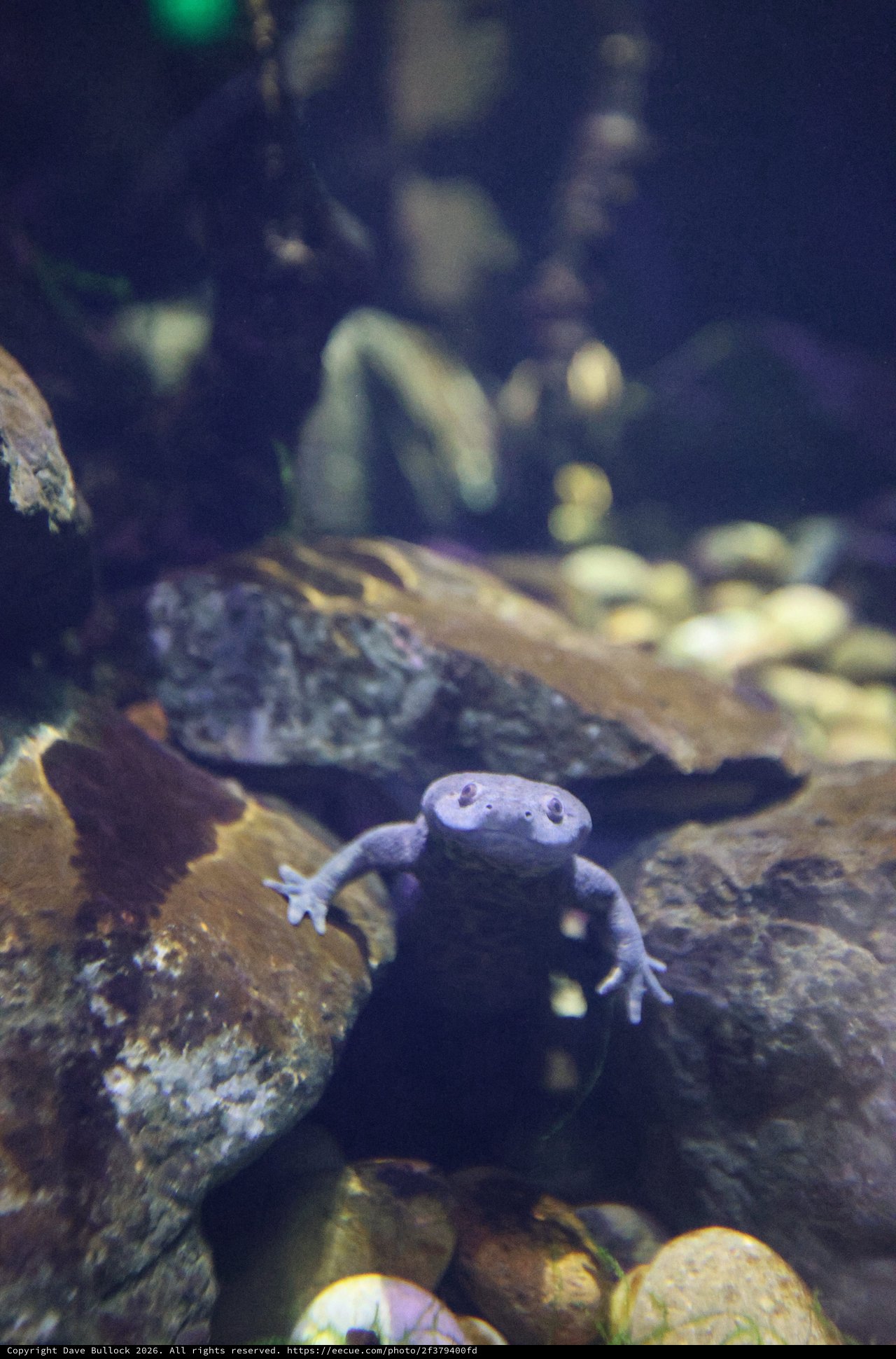 African Dwarf Frog Underwater in Aquarium Habitat