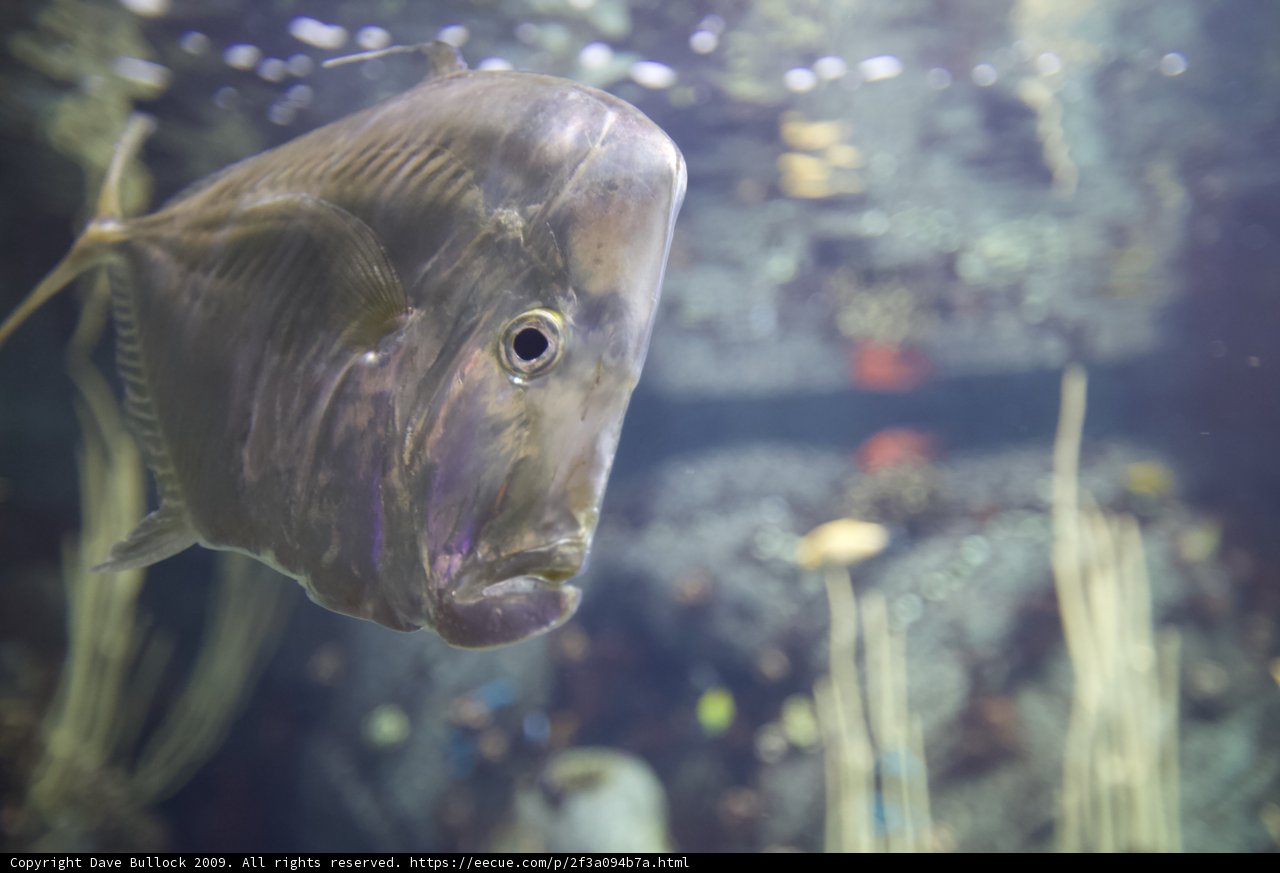 The Majestic Coho Fish in a Lush Aquatic Oasis