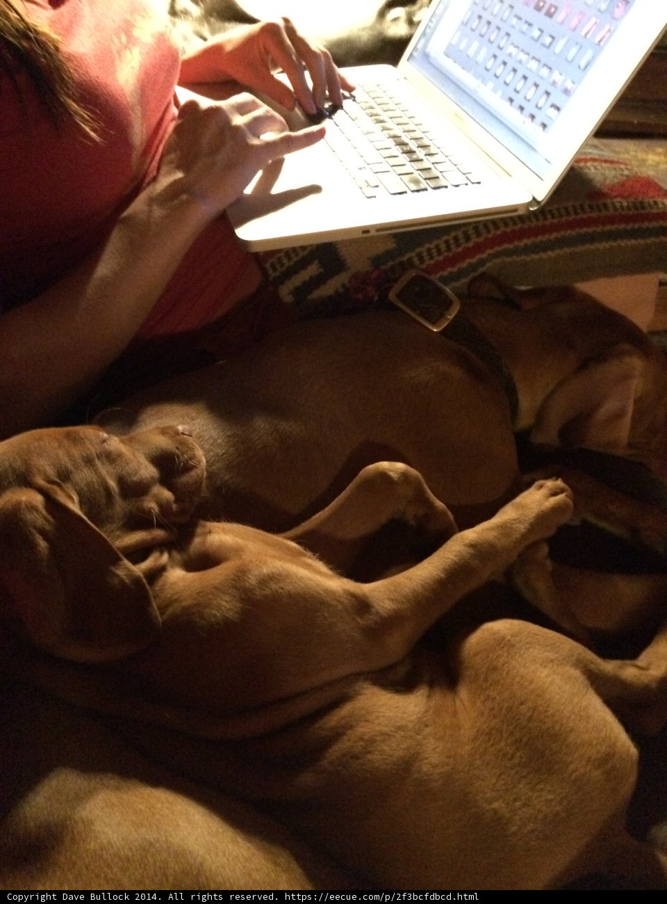 Working with Doggo Buddies