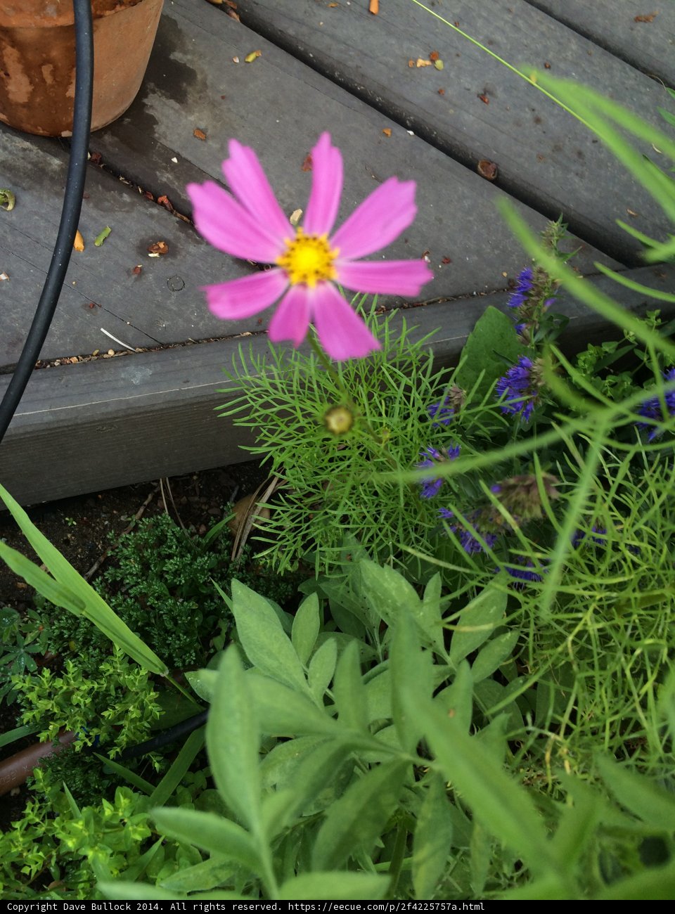 Pink Blossom in a Pot