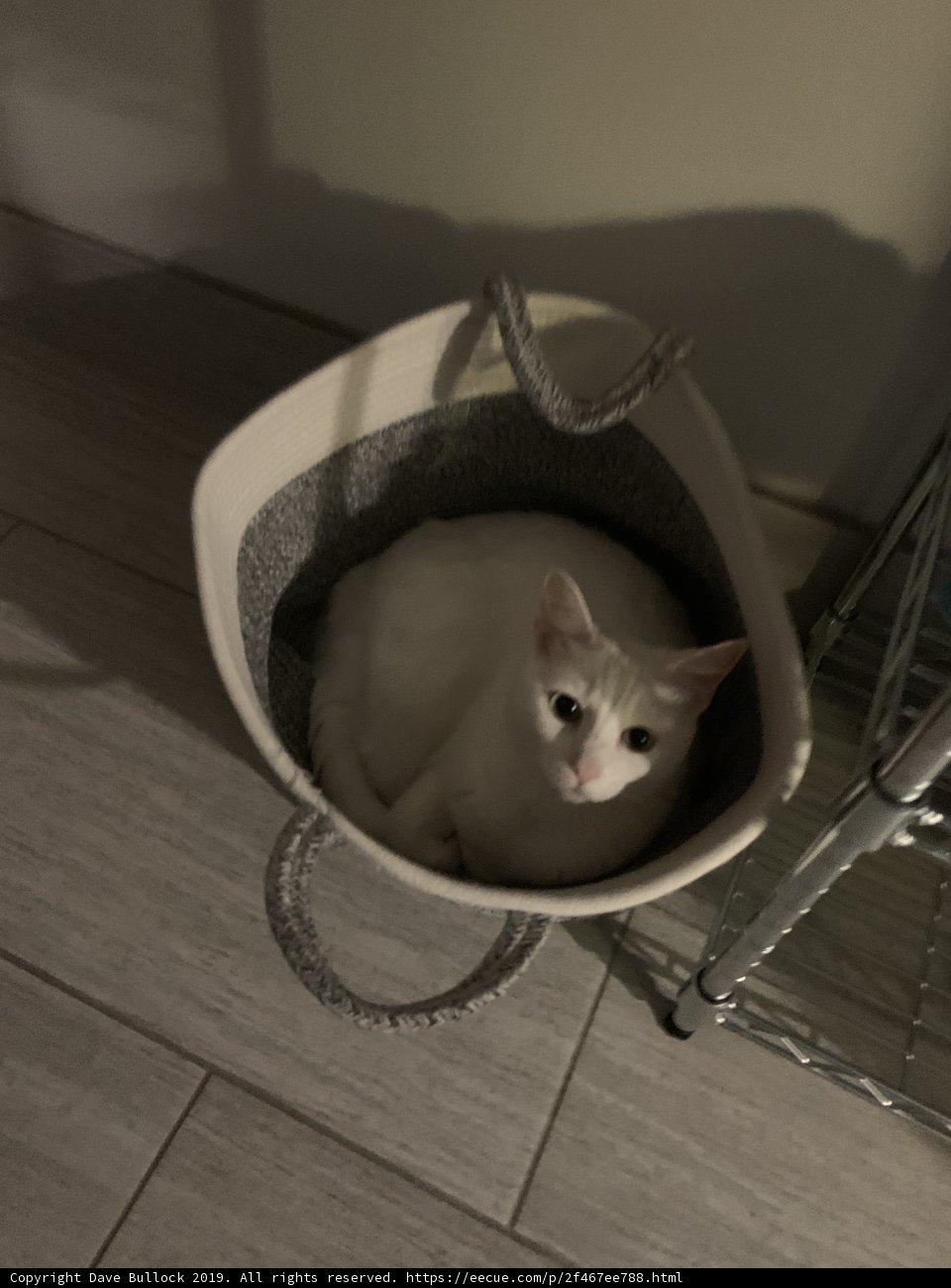 Cozy and Comfy Basket for a Feline Friend