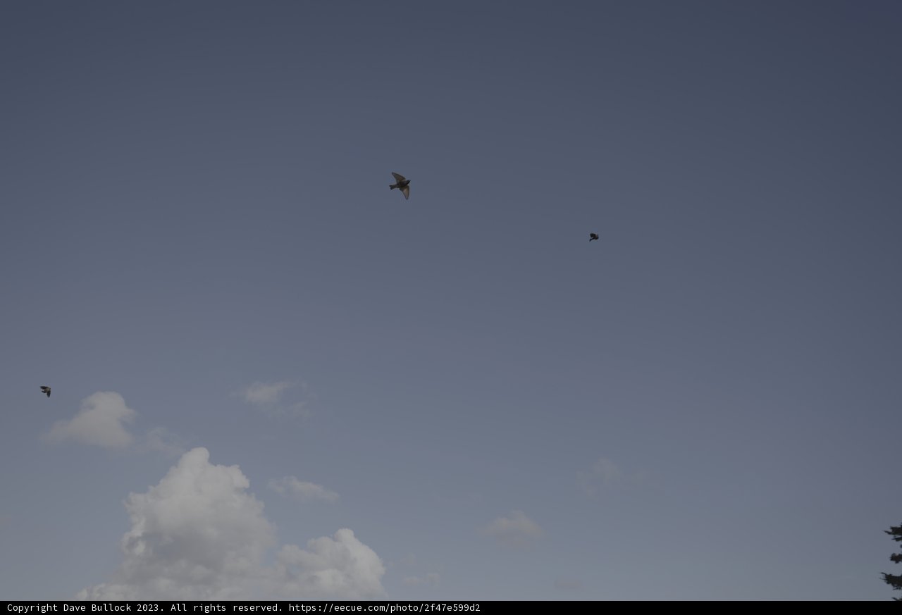 Flight of the Birds
