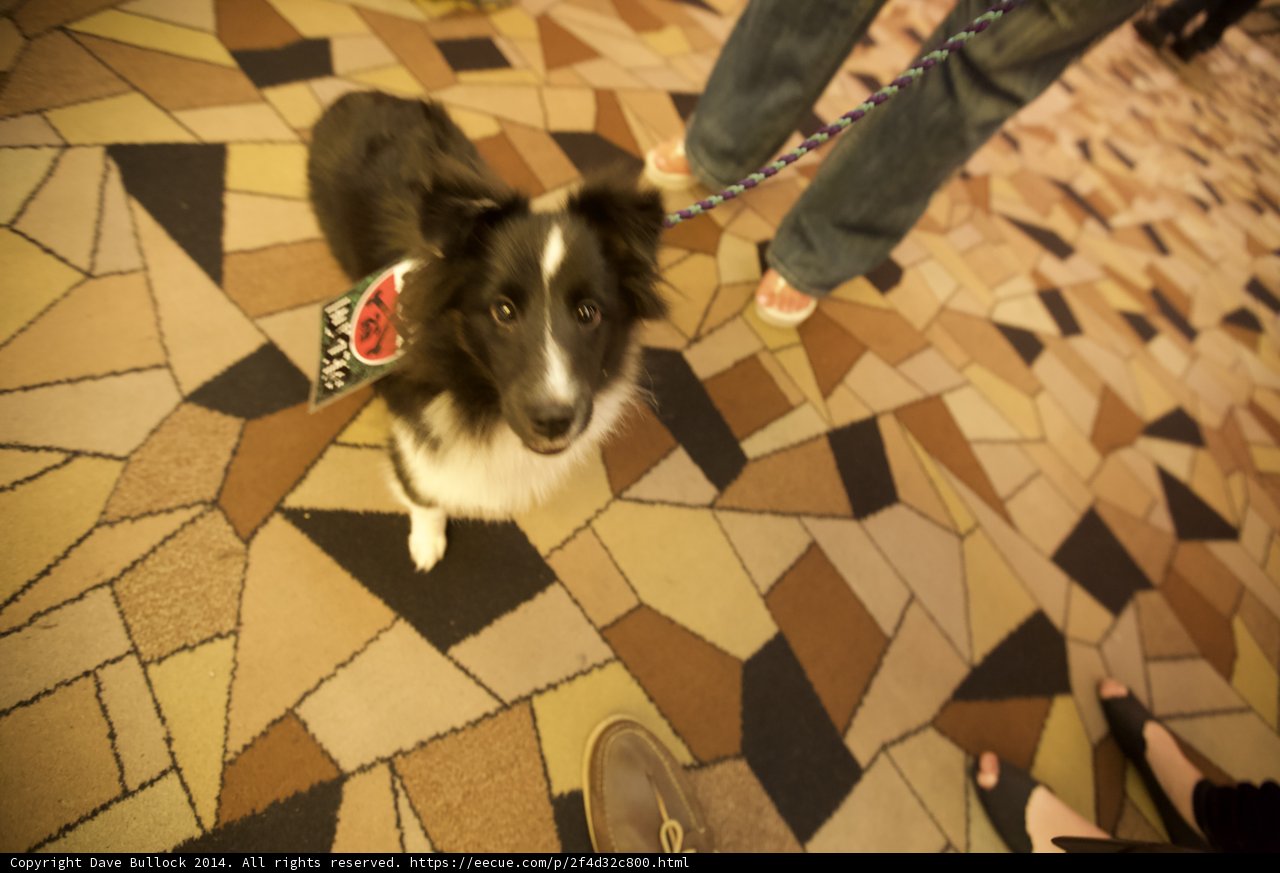 Taking a Stroll with my Corgi