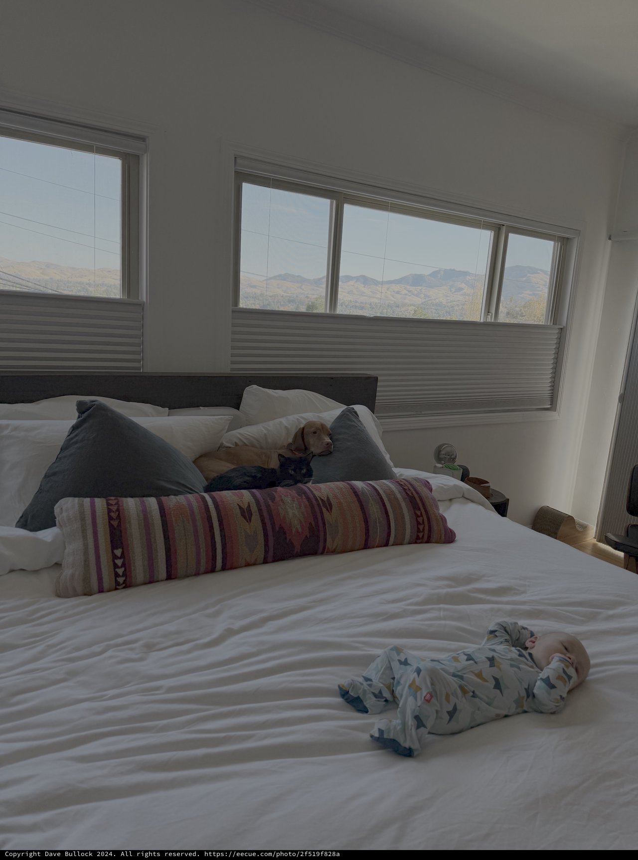 Peaceful Morning with Pets and Baby