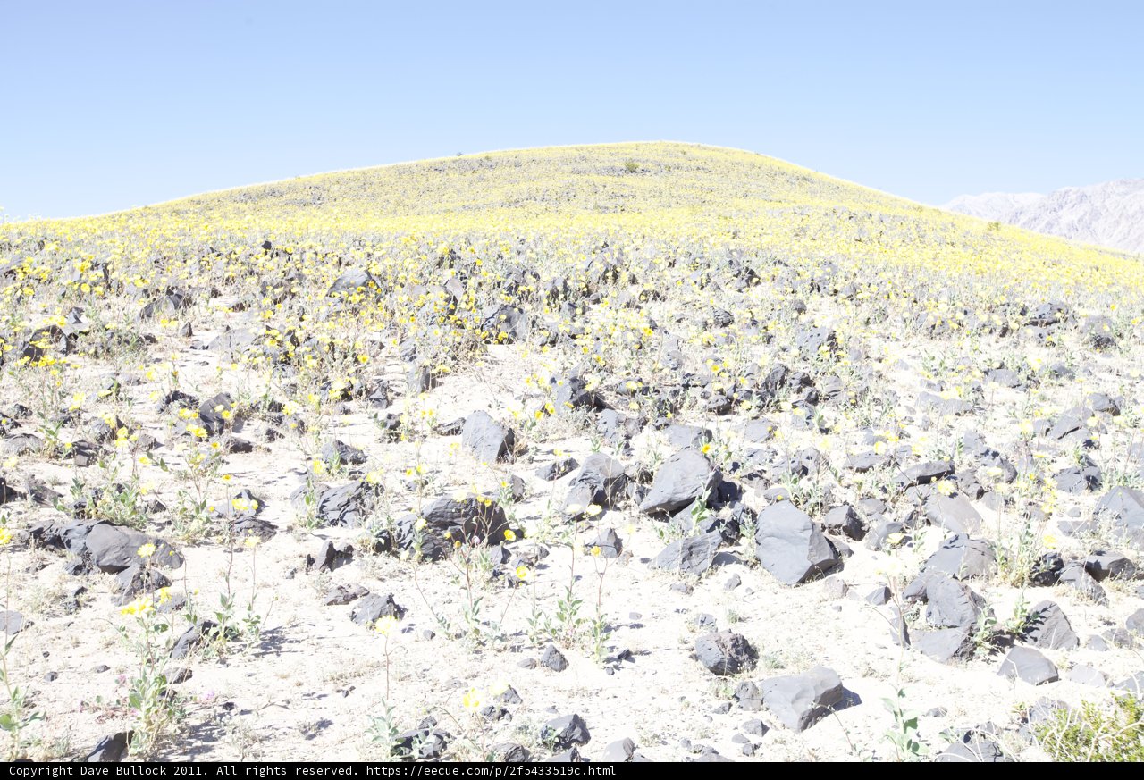 Fields of Gold