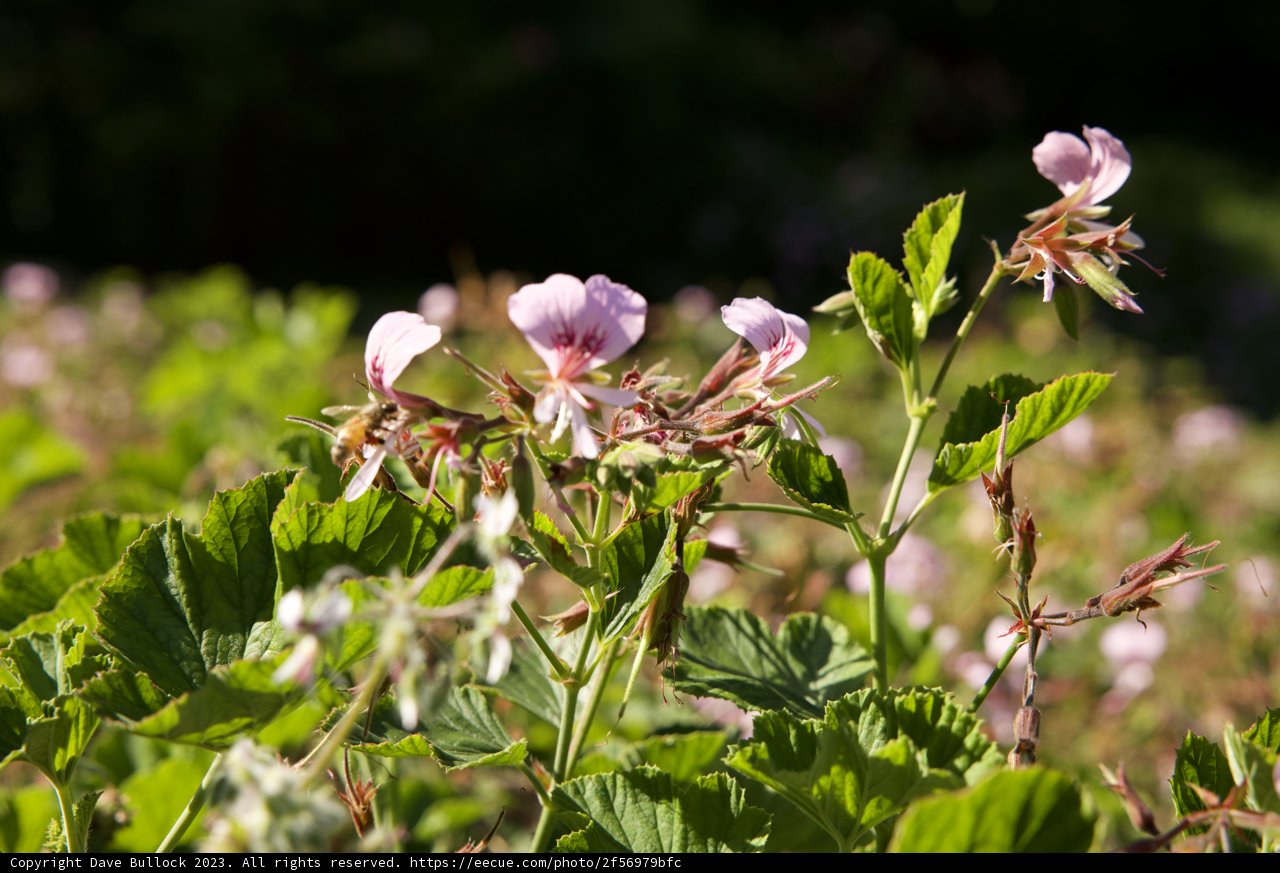 Blooming Geraniums and the Busy Bees in San Francisco Botanical Garden