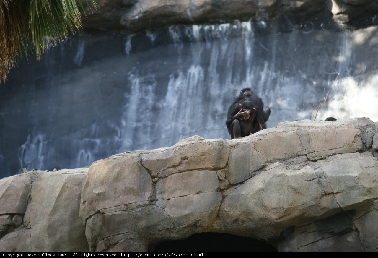 Monkey King of the Rock