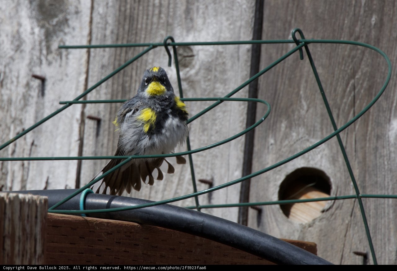 Perched and Poised